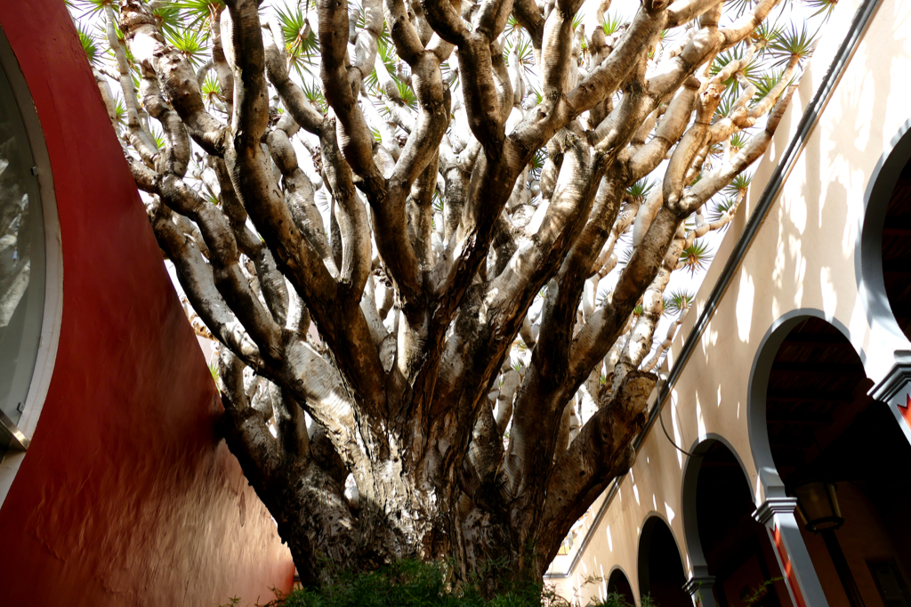 Drago tree in Galdar.
