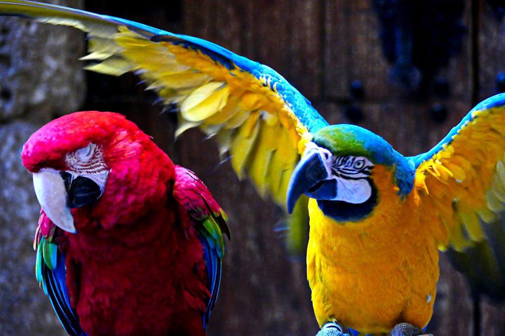 Parrots at the Casa de Colon