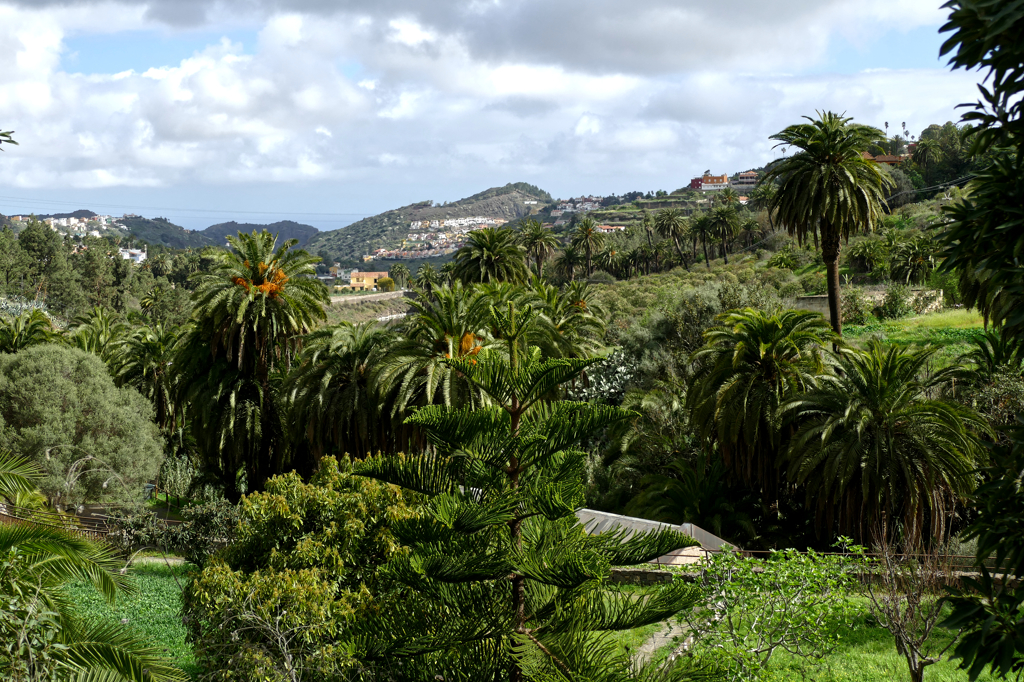 View from Santa Brigida of the lush Barranco del Colegio.