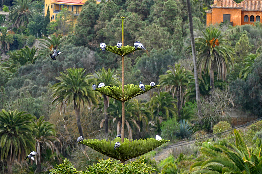Pigeons sitting on a tree in Santa Brigida.