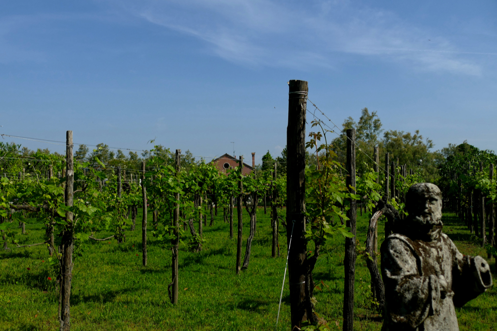 Vineyard on Torcello