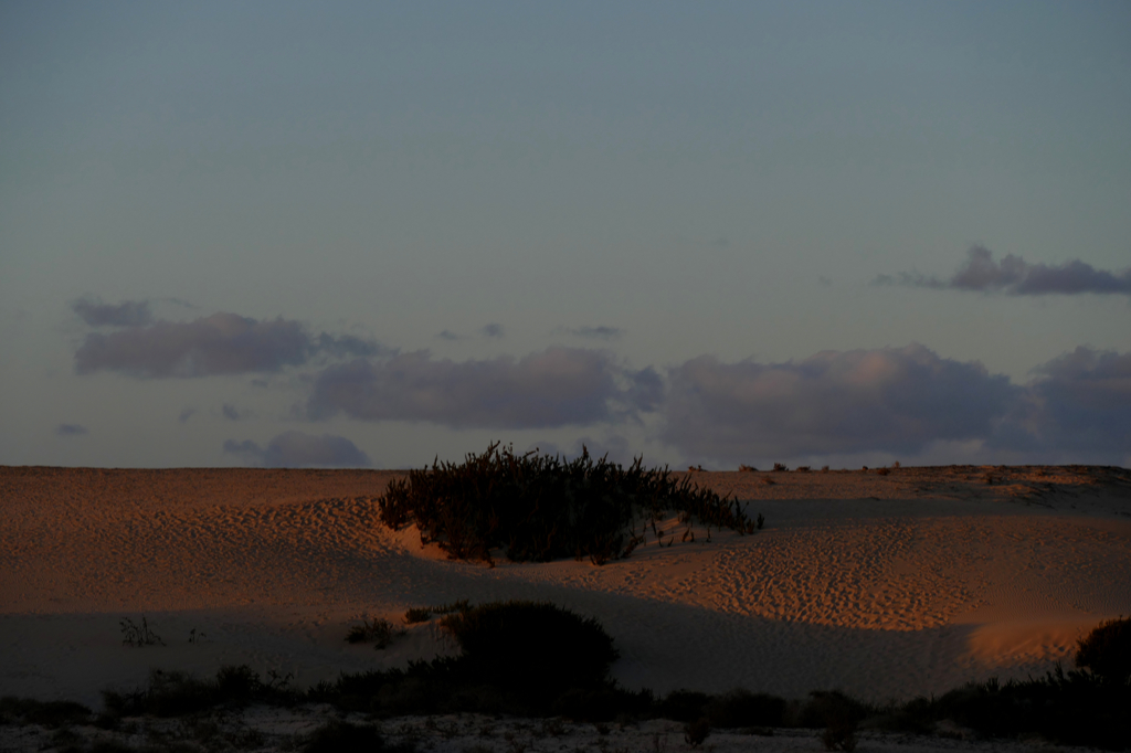 The protected dunes of Corralejo in the red light of the setting sun.