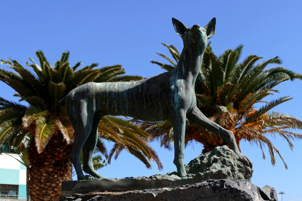 Podenco Canario by Emiliano G. Hernández in Puerto del Rosario on the island of Fuerteventura.