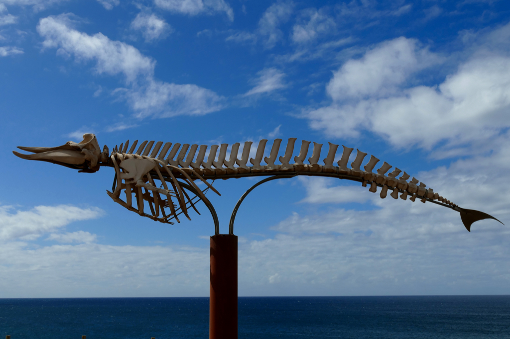 Whale skeleton in El Cotillo.