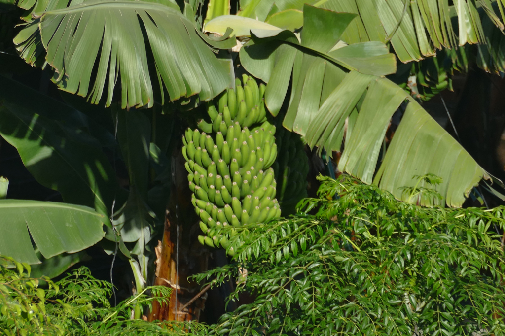 Banana tree