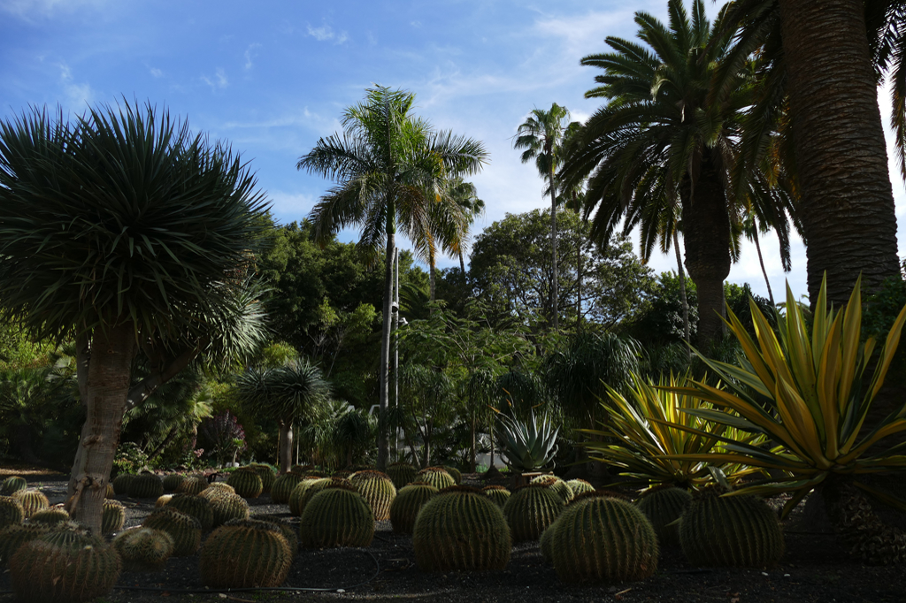 Cactus patch at the Parque García Sanabria in Santa Cruz de Tenerife