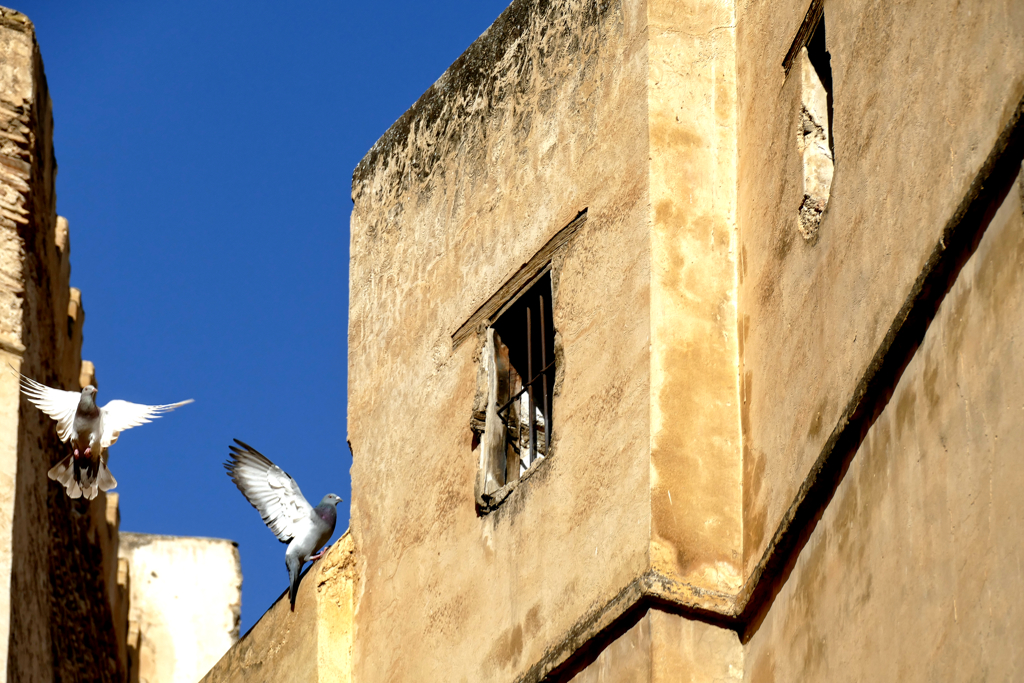 Doves in Fez.