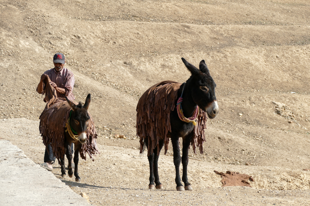 Mules carrying skins that the tanner spreads out on the ground to dry.