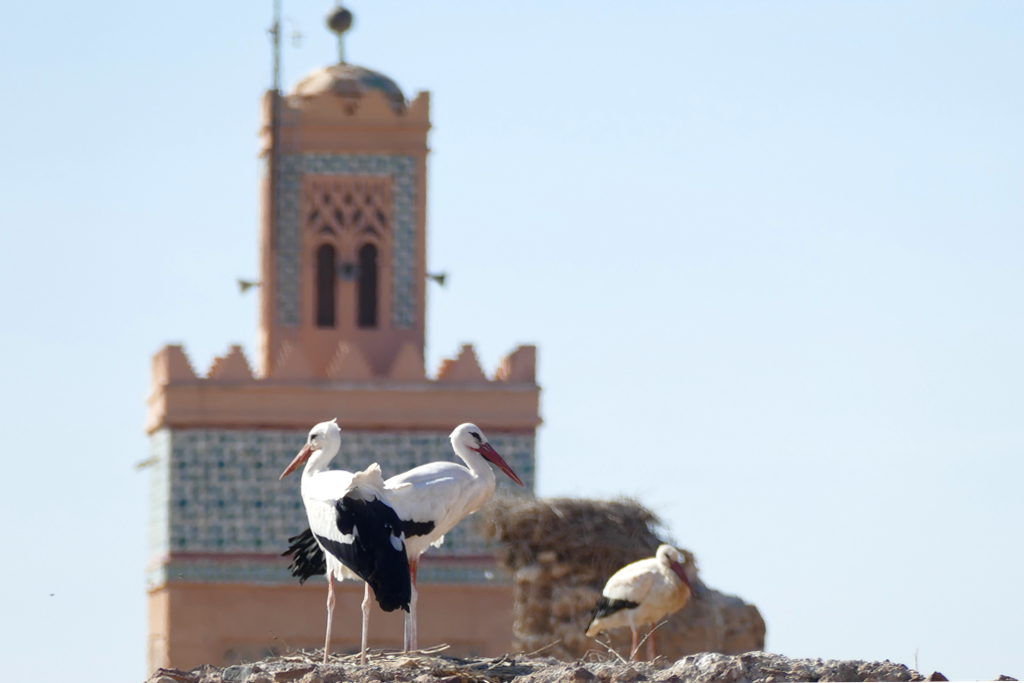Storks with the Mosque of Moulay Al Yazid in Marrakech's Kasbah in the backdrop.