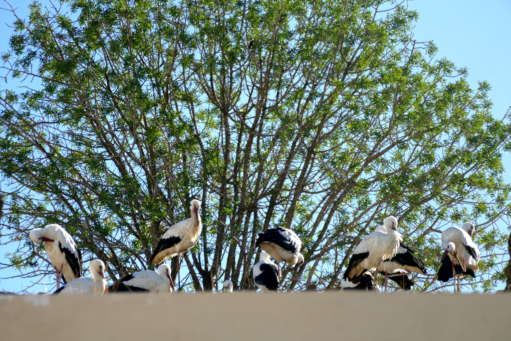 Storks in Meknes