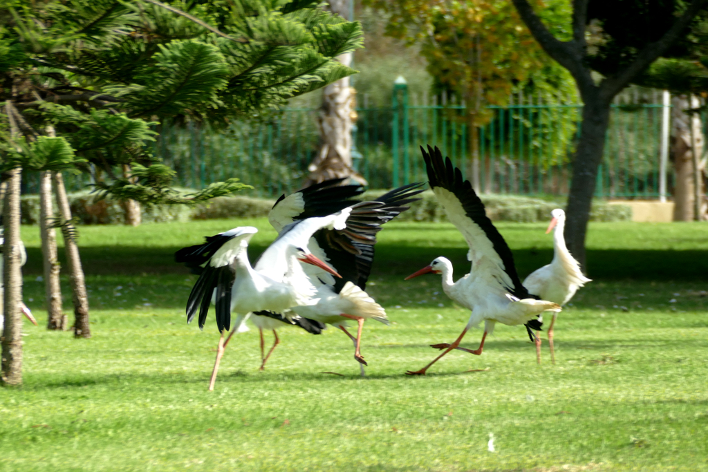 Storks at the Nouzhat Hassan Garden