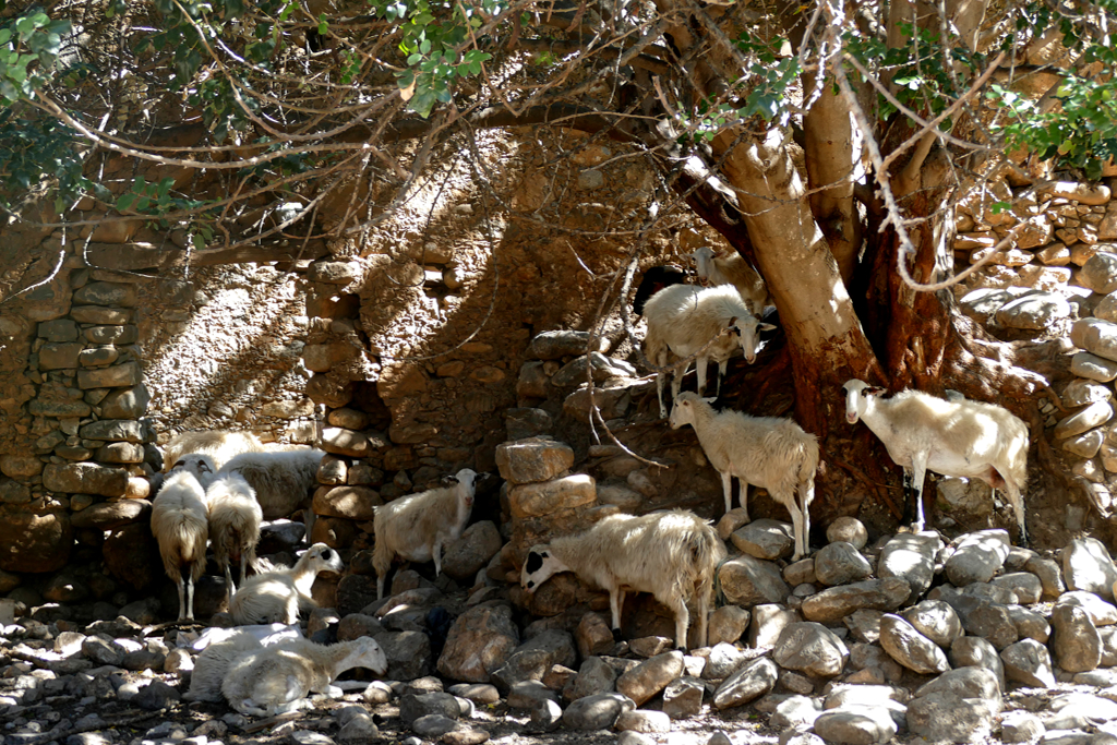 Sheep at the Samaria Gorge in Crete.