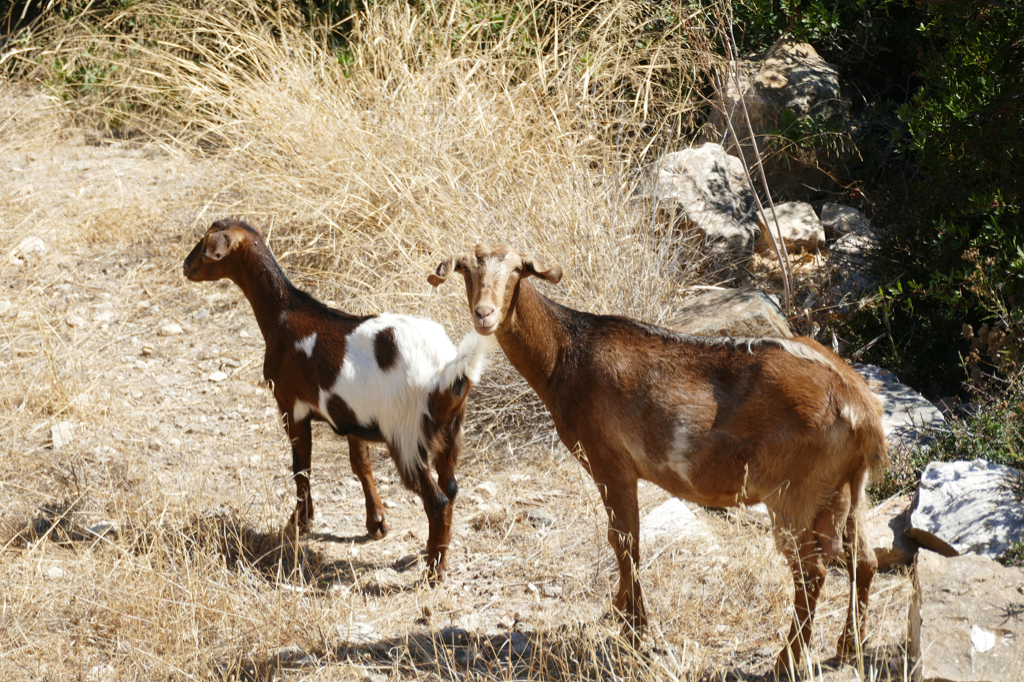 Goats in Ios.