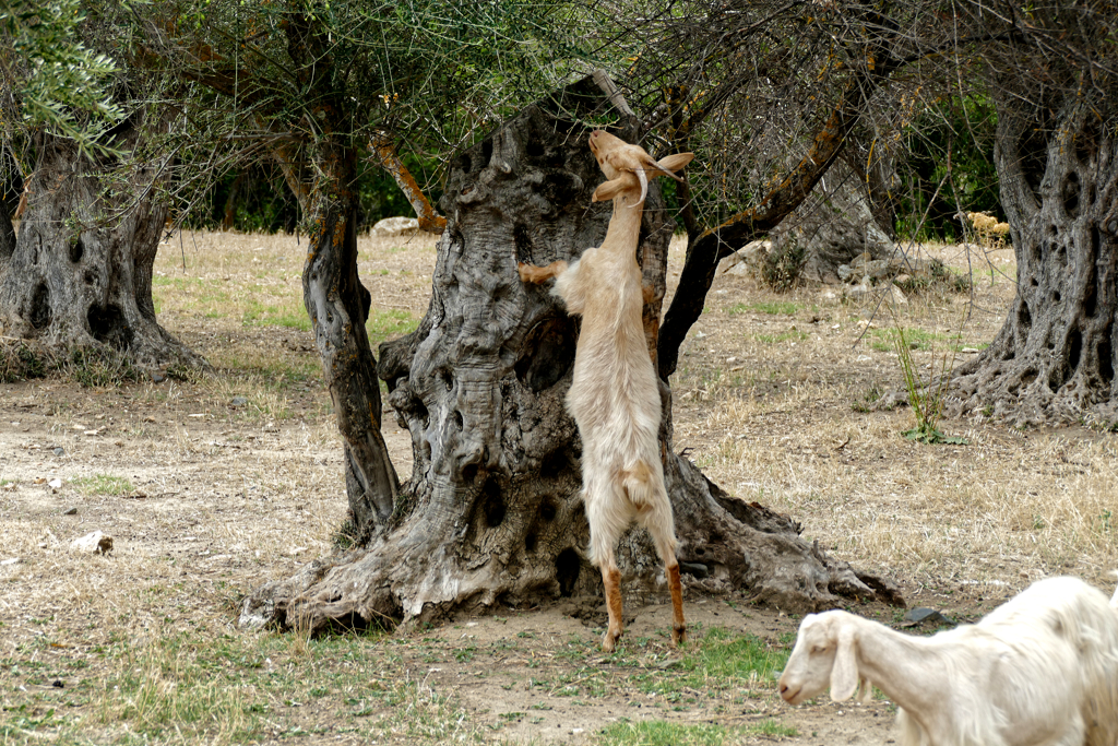 Goats at the village of Charlki in Naxos.