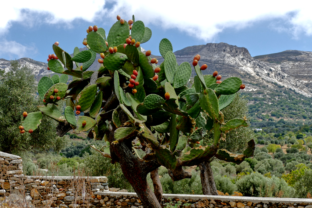 Cactus at the Village of Chalki