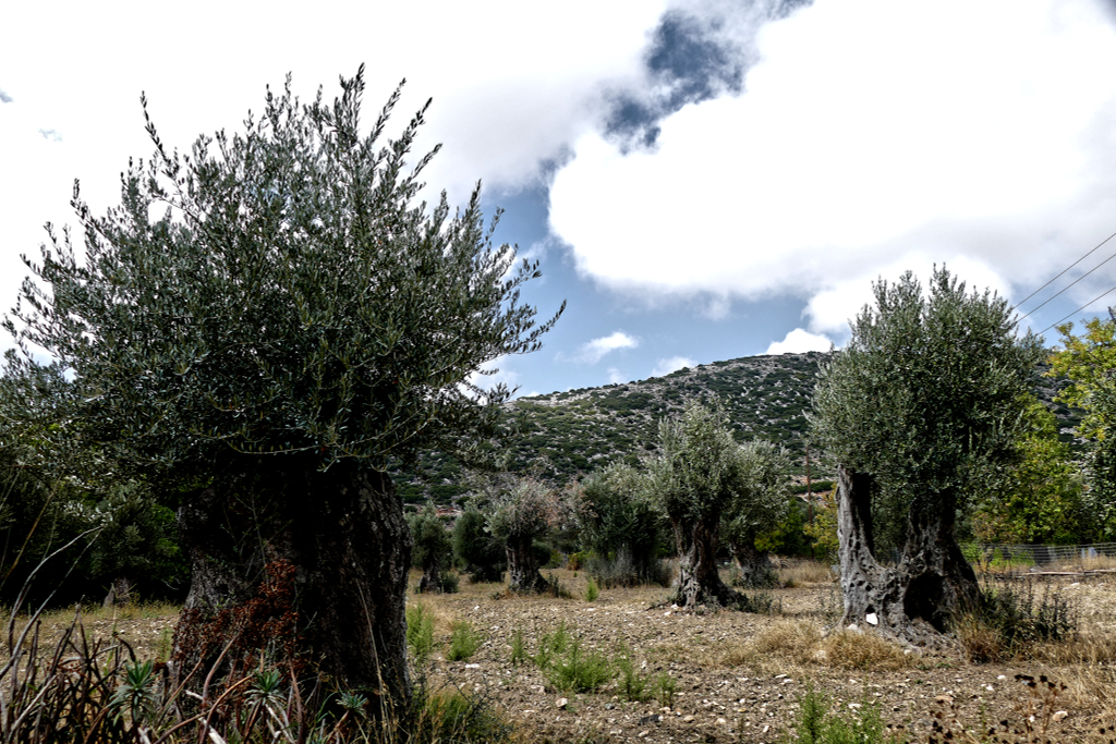 Olive trees in Chalki in Naxos.