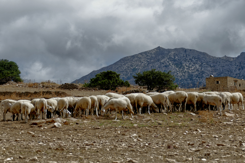 Sheep in the valley south of Sangri