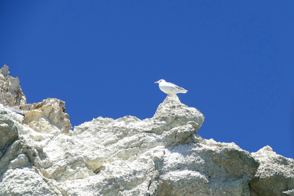 Seagull in Santorini