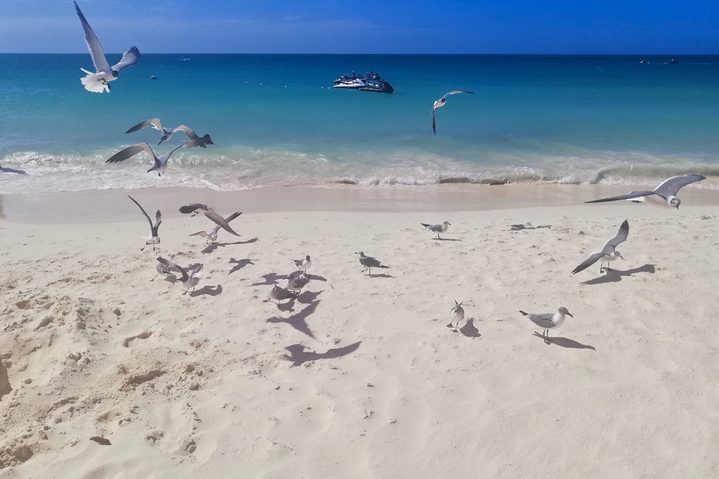 Seagulls on Eagle Beach in Aruba.