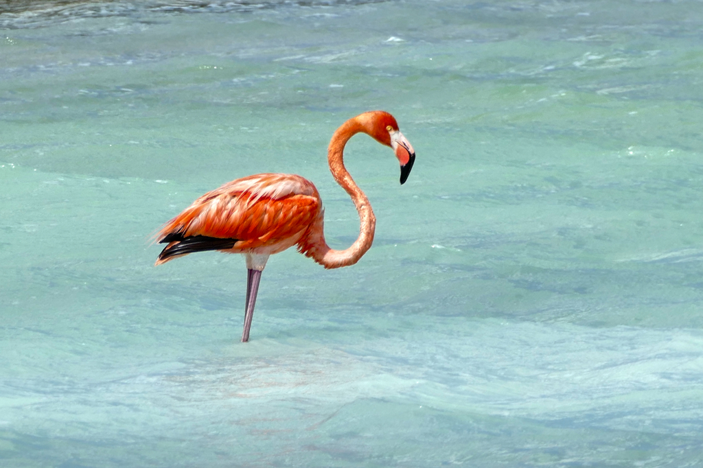 Flamingo in Bonaire.