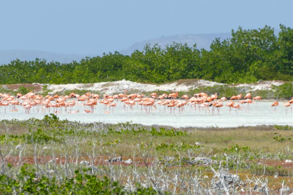 Flamingos