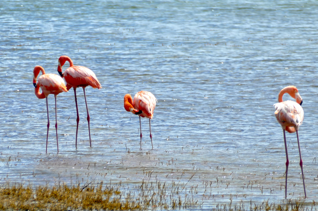 Flamingos at Salina Slagbaai