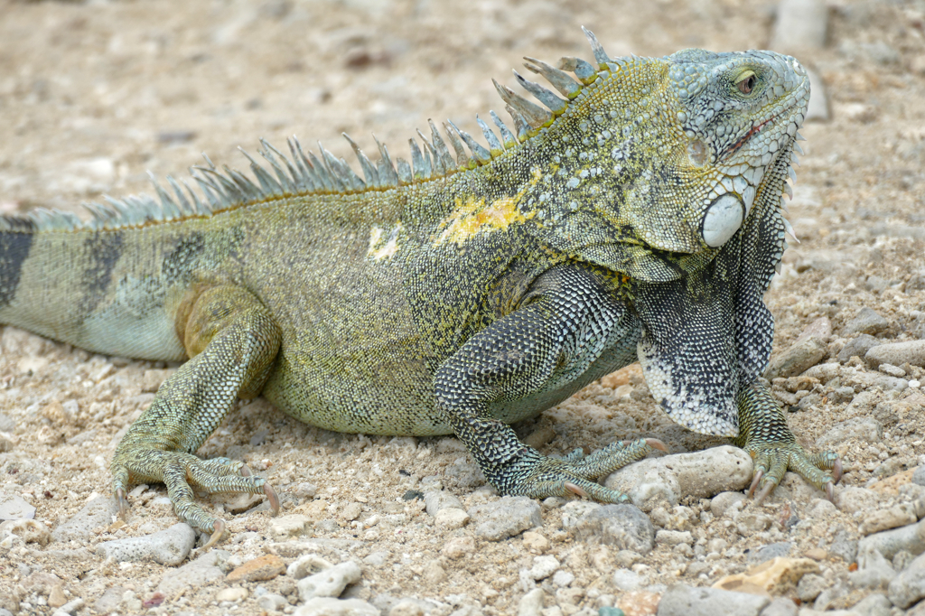 Iguana on Bonaire.