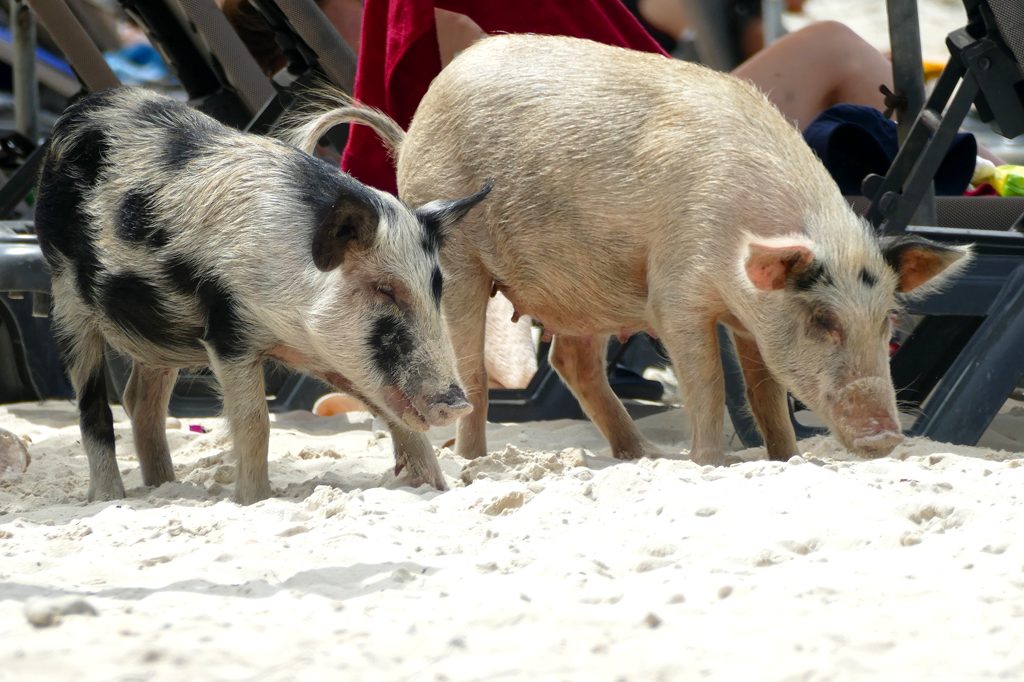 Pigs of Kenepa Grandi in Curacao, The Caribbean Island That Has It All