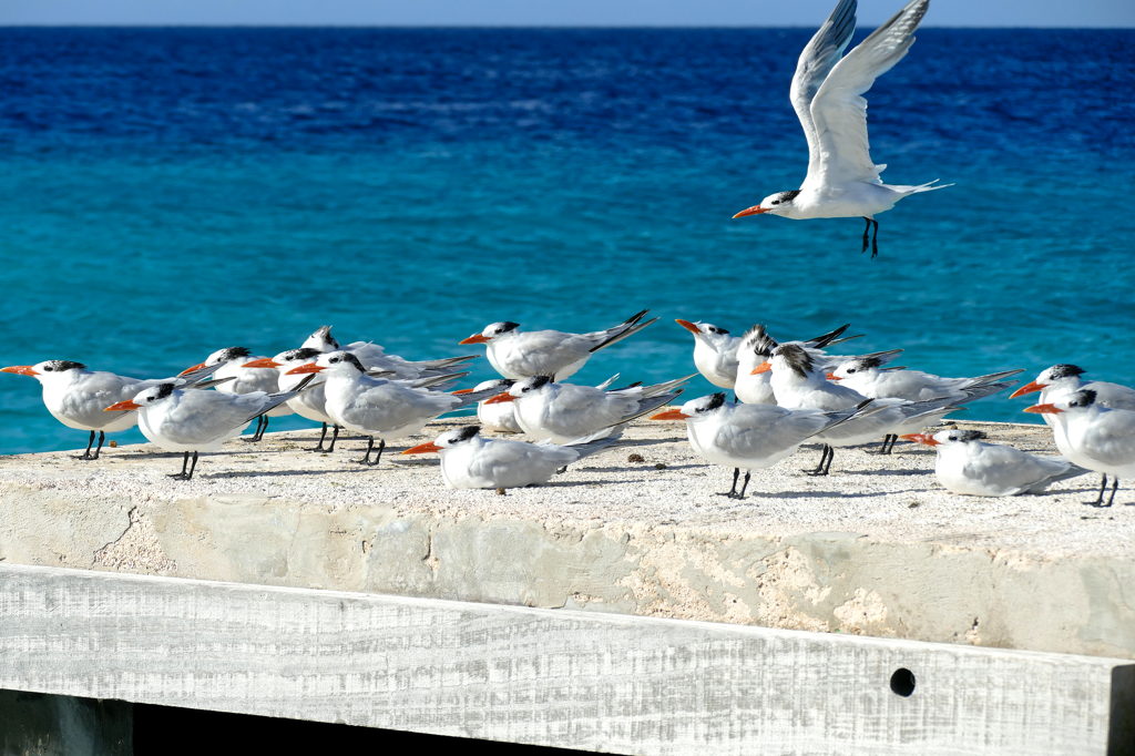 Seagulls