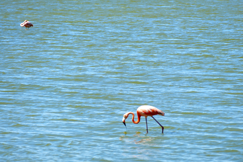 Flamingos at the Saliña Sint Michiel in Curacao The Caribbean Island That Has It All