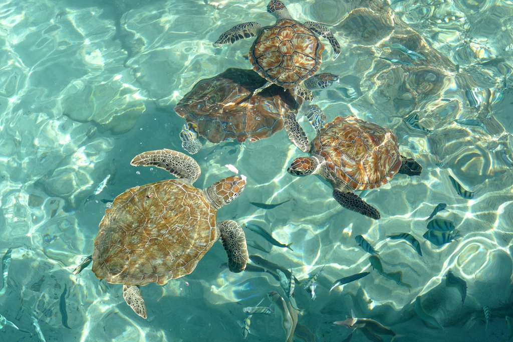 Turtles at Playa Piskado in Westpunt in Curacao.