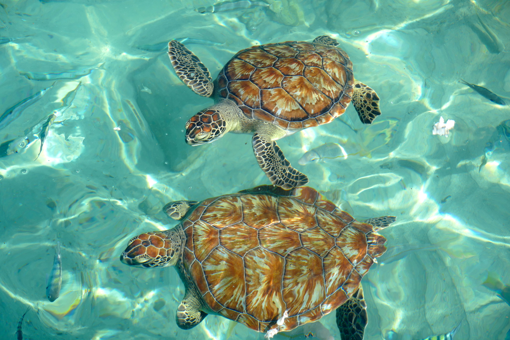 Turtles at Playa Piskado in Westpunt in Curacao The Caribbean Island That Has It All