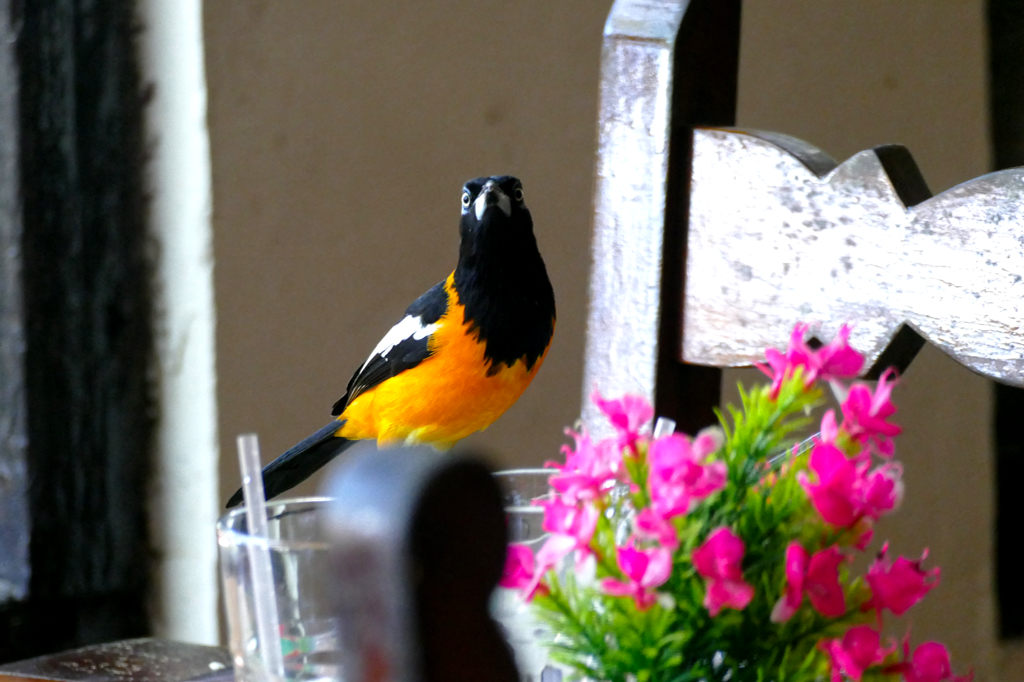 Venezuelan troupial at Jaanchie's restaurant in Curacao, The Caribbean Island That Has It All