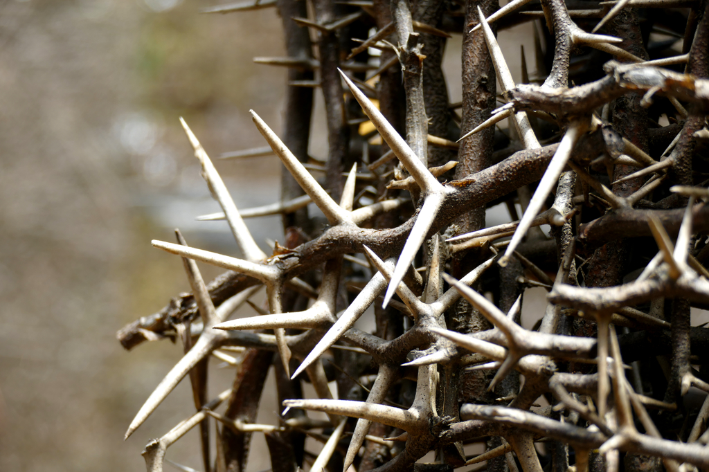 Thorns of the Acacia Tortuosa