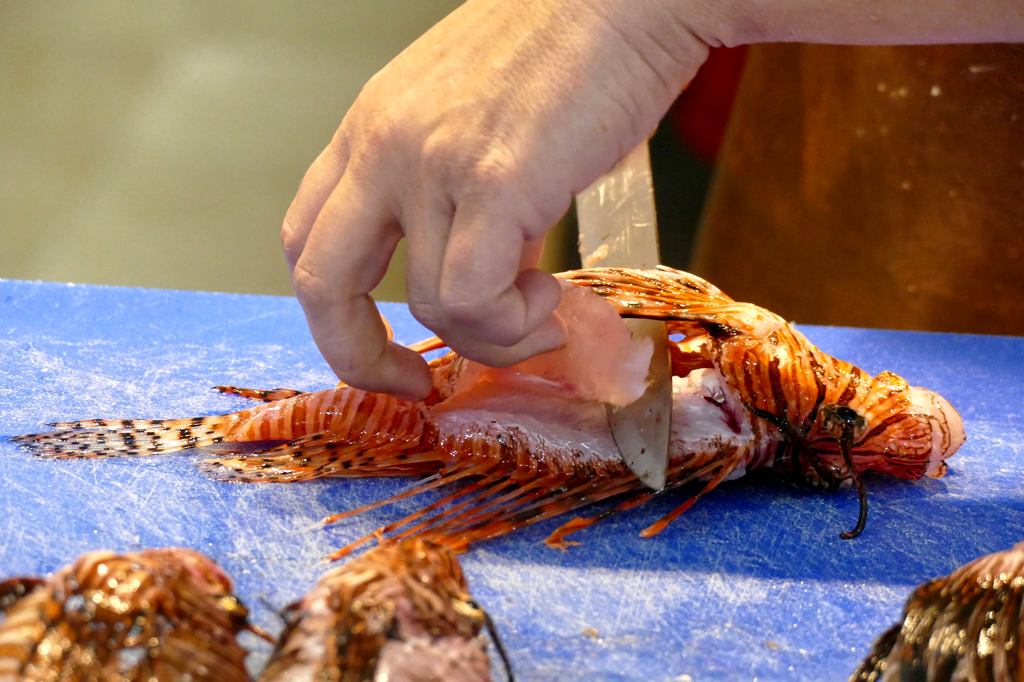 Cleaning a lionfish