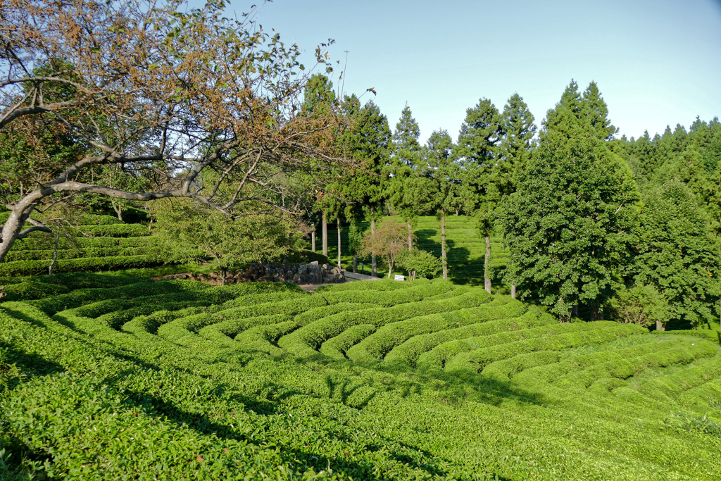 Daehan Dawon Tea Plantation on the outskirts of Boseong.