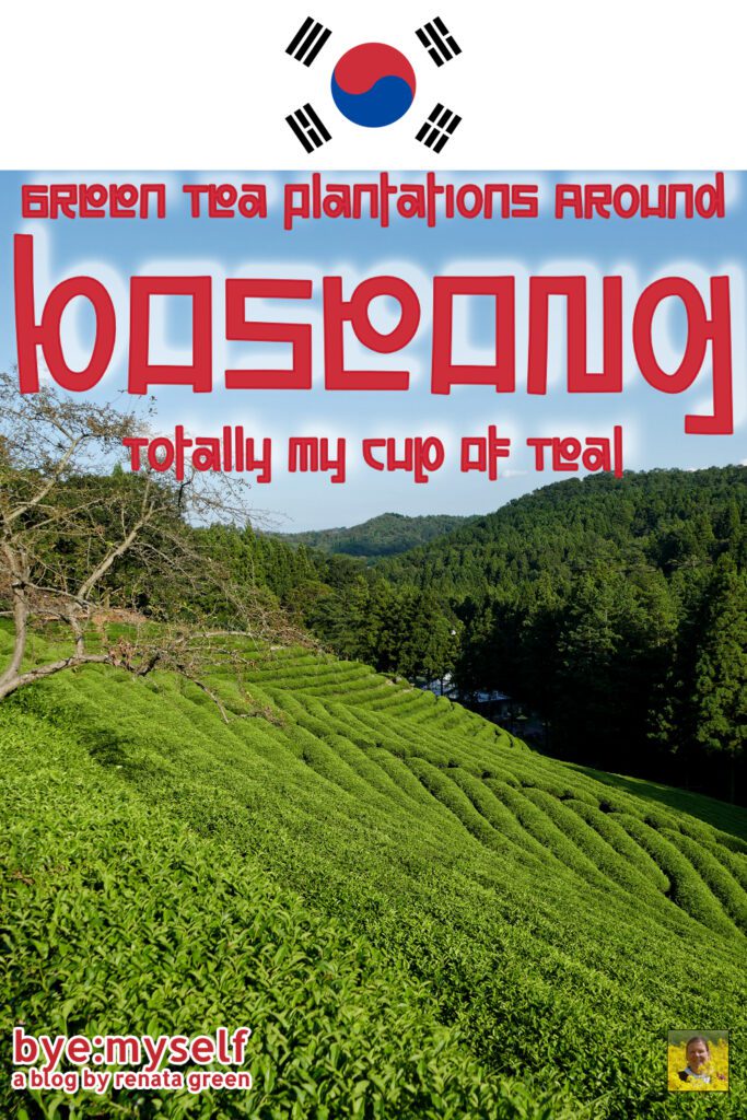 South Korea's famous green tea grows on lush plantations in the area around Boseong. A visit is a feast for the palate and the eyes! #tea #greentea #teaplantation #boseong #daehandawon #boseong #korea #southkorea #asia #roadtrip #solotrip #byemyself