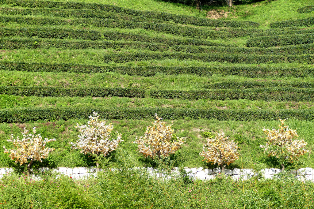 Boseong Tea Plantation