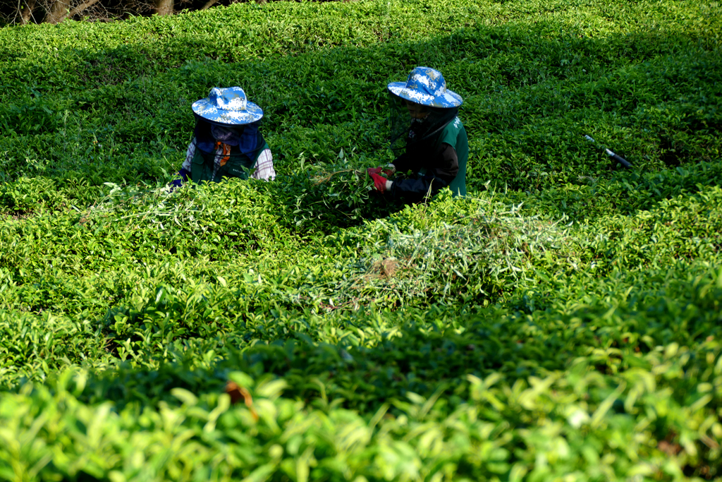 Pickers at the Boseong Tea Plantation