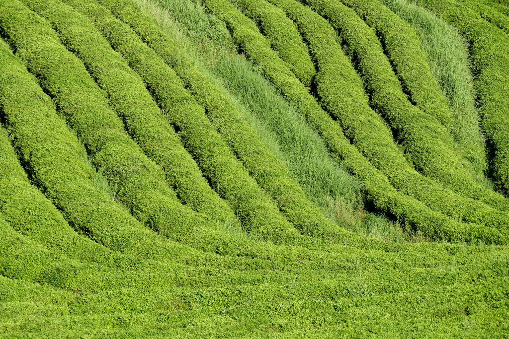 Boseong Tea Plantation
