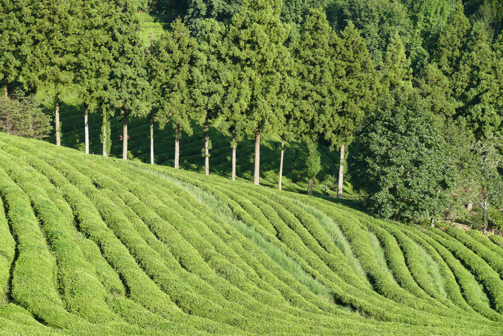 Boseong Tea Plantation
