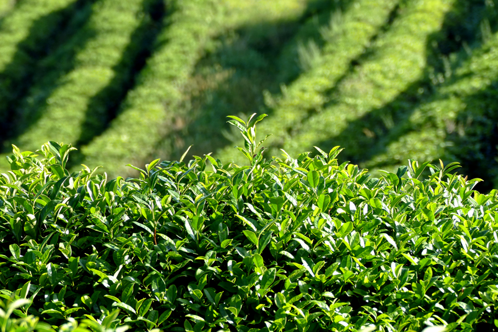 Tea shrubs at the Boseong Tea Plantation