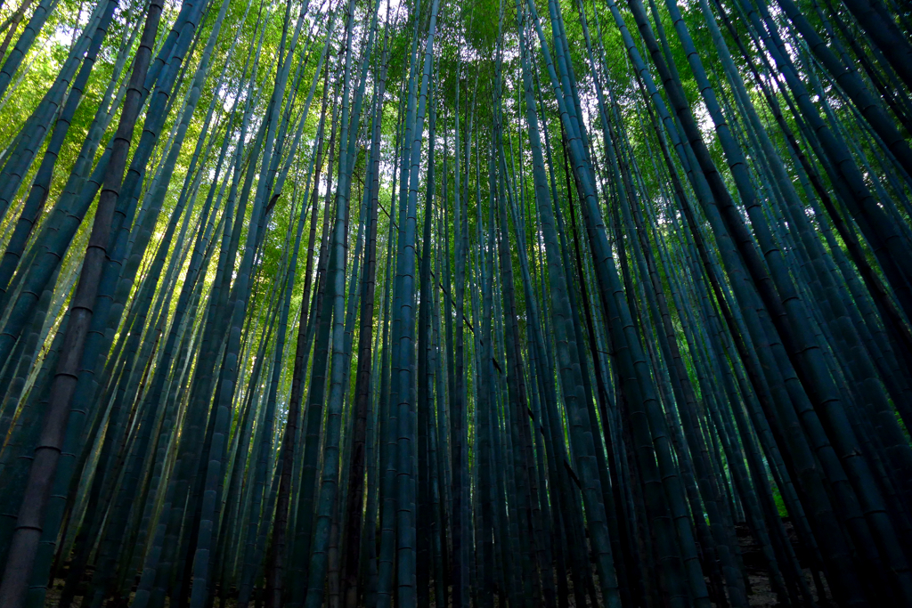 Bamboo Forest at the Boseong Tea Plantation Korea Asia