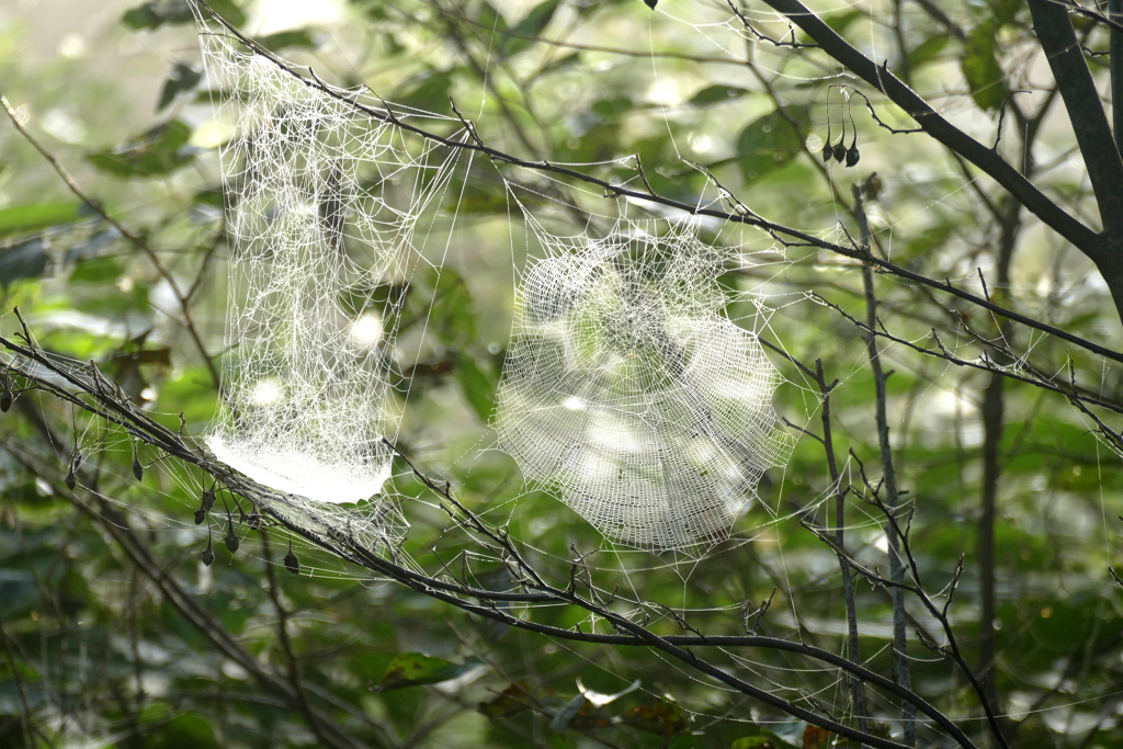 Spiderwebs at the Boseong Tea Plantation