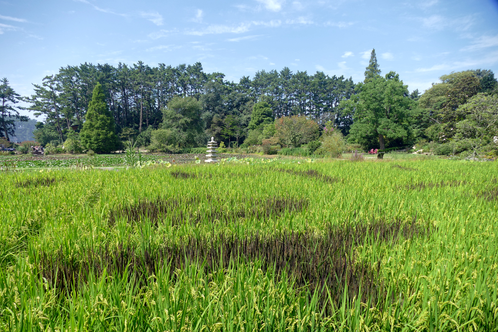 Rice paddy at the Chollipo Arboretum.