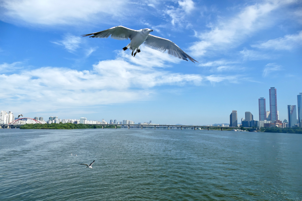 Seagull above the Han River.