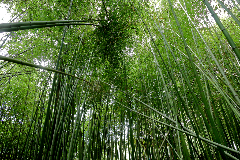 Simni Bamboo Grove in Ulsan