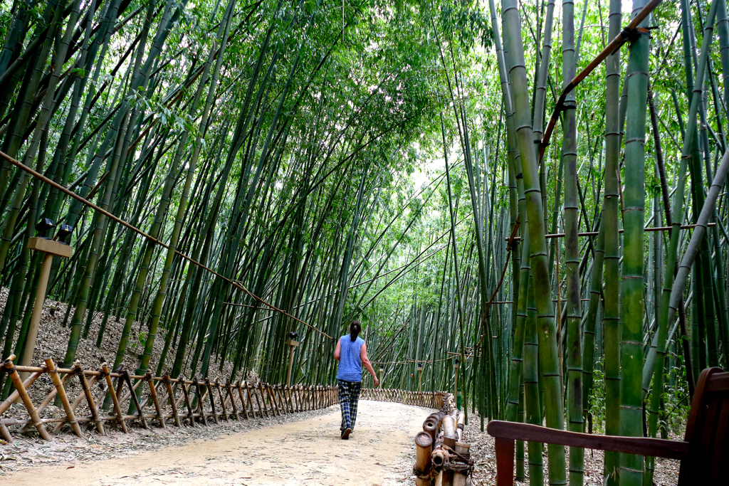 Simni Bamboo Grove in Ulsan