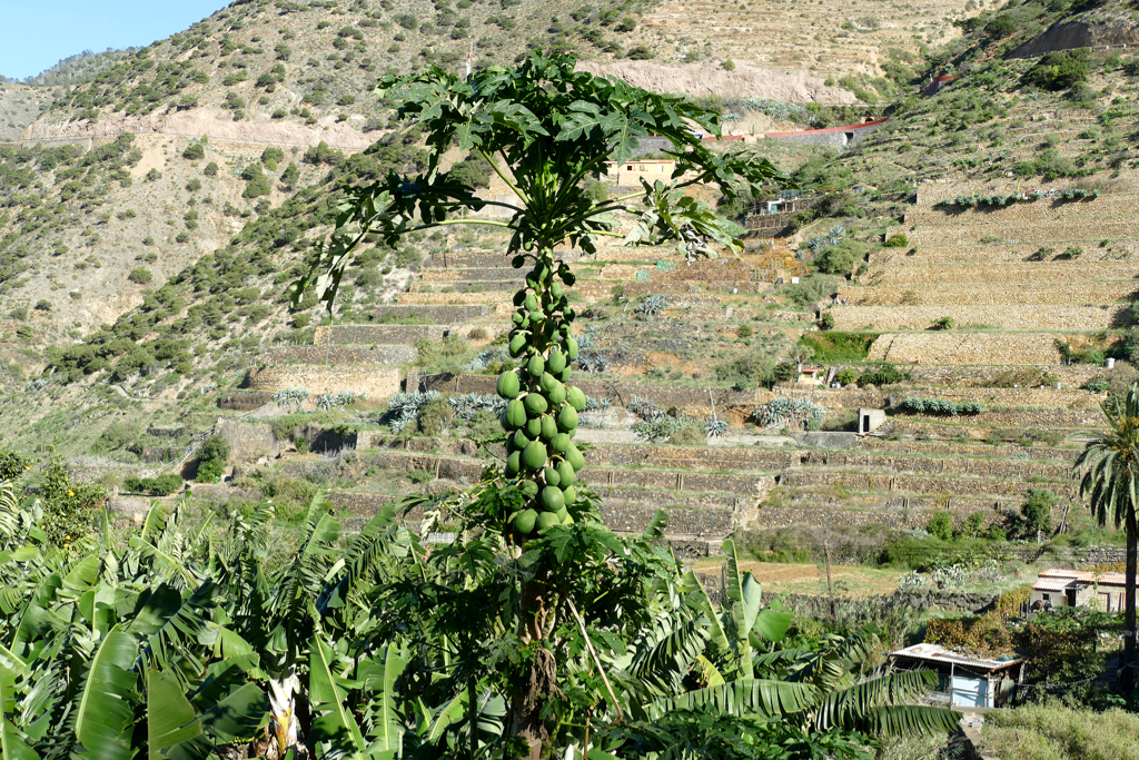 Papaya Tree in La Gomera, explored by public bus