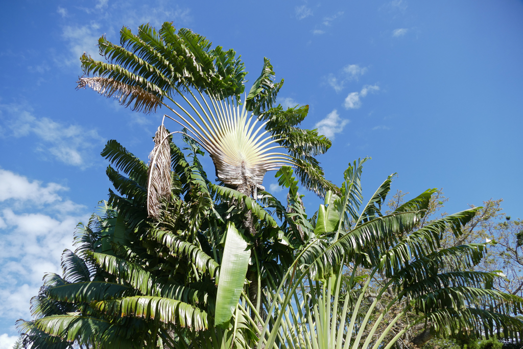 Ravenala madagascariensis, commonly known as the traveller's tree